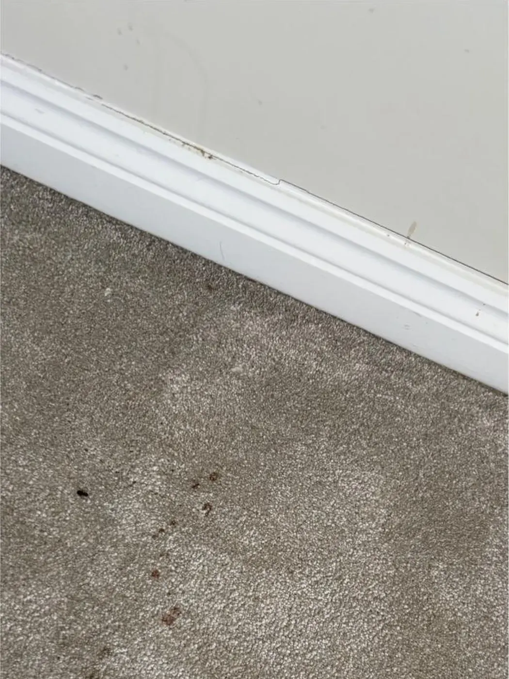 Carpet cleaning: before MyT Clean started